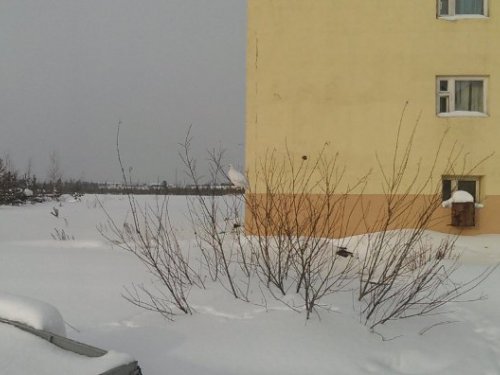 У дома