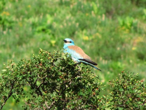 Ракша