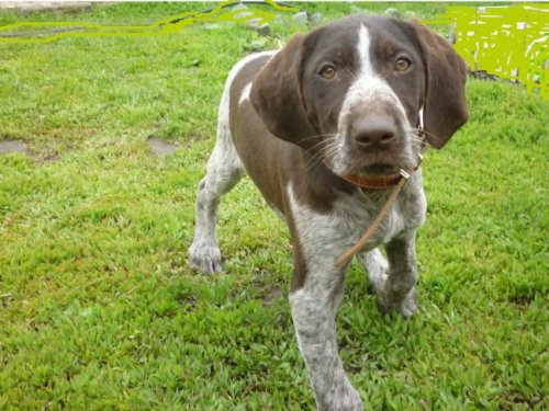 дратхаар 3 месяца