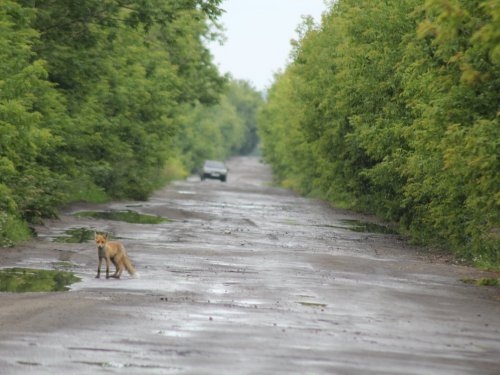 По фиг все!