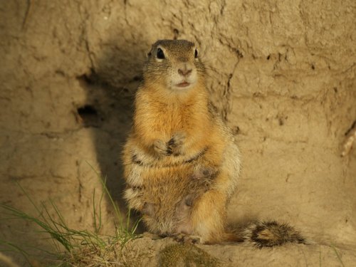 Кормящая мать