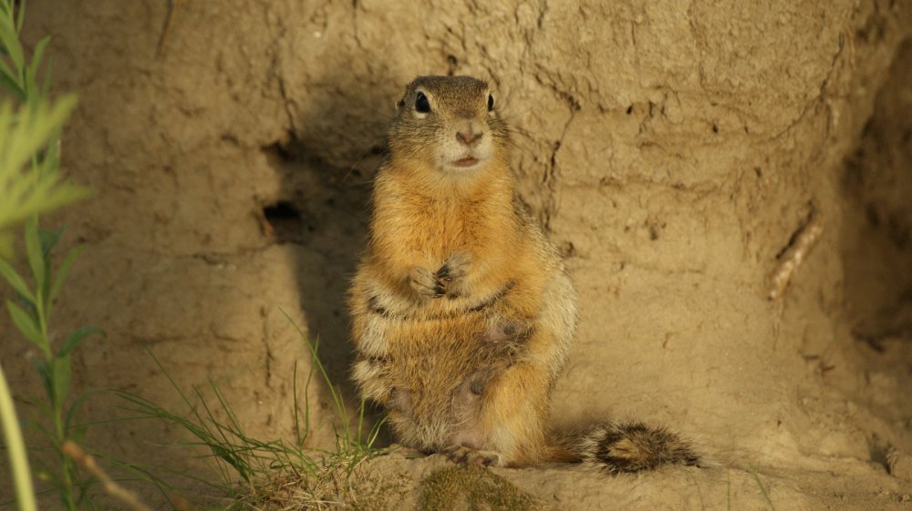 Кормящая мать