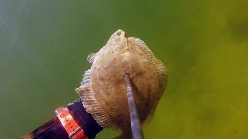 Подводная охота в балтийском море ч 2 камбала