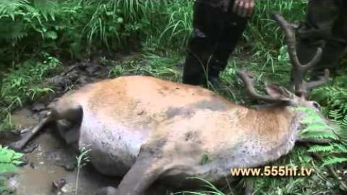 Жизнь в тайге на Дальнем Востоке  Часть 2  Охота на солонцах