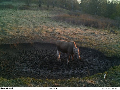 Косуля, не приставай!