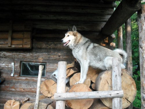 Мошкара достала!