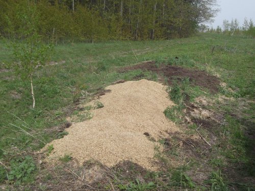 Место подкормки кабанов