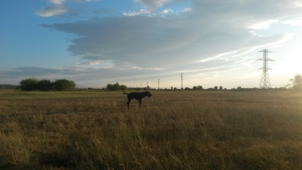 по жаворонку