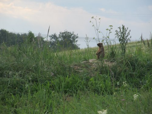 Сурок