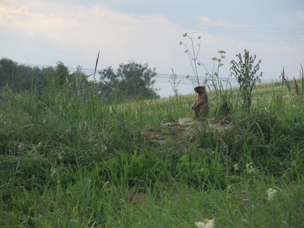 Сурок
