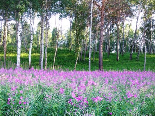 Русский чай в цвету