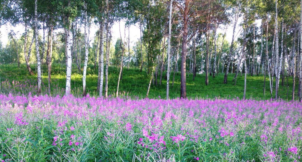 Русский чай в цвету