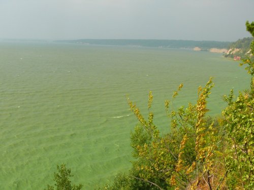 Наше зелёное море