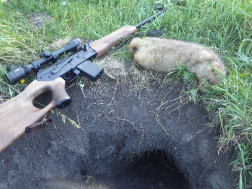 Сурок. 12 июля 2014 г.