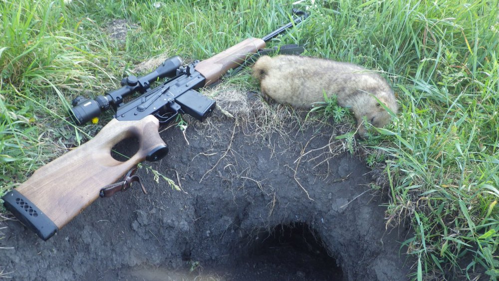 Сурок. 12 июля 2014 г.