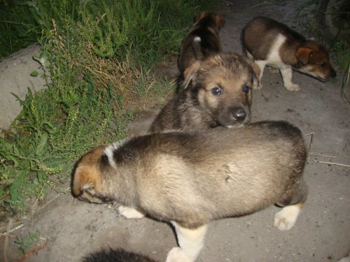 Щенкам месяц и четыре дня