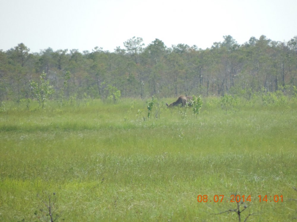 На болоте