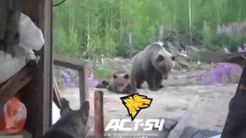 Засняли свою гибель
