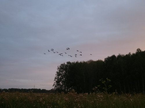 Журавли