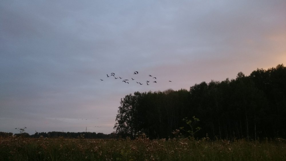 Журавли