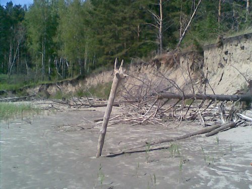 "Жирафы" в Сибири :)))
