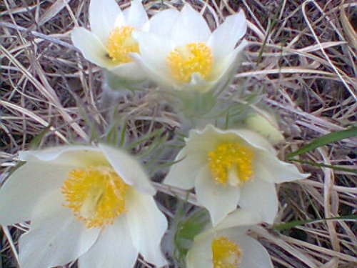 Уральские подснежники-2