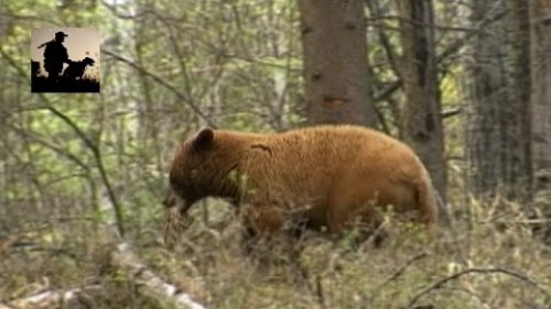 Девчонка завалила медведя.
