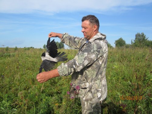бей ворон