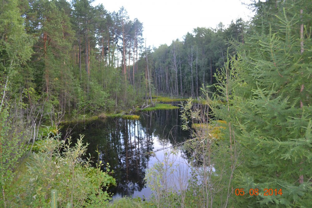 лесное озеро
