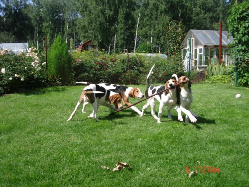Щенки готовы найти хозяев