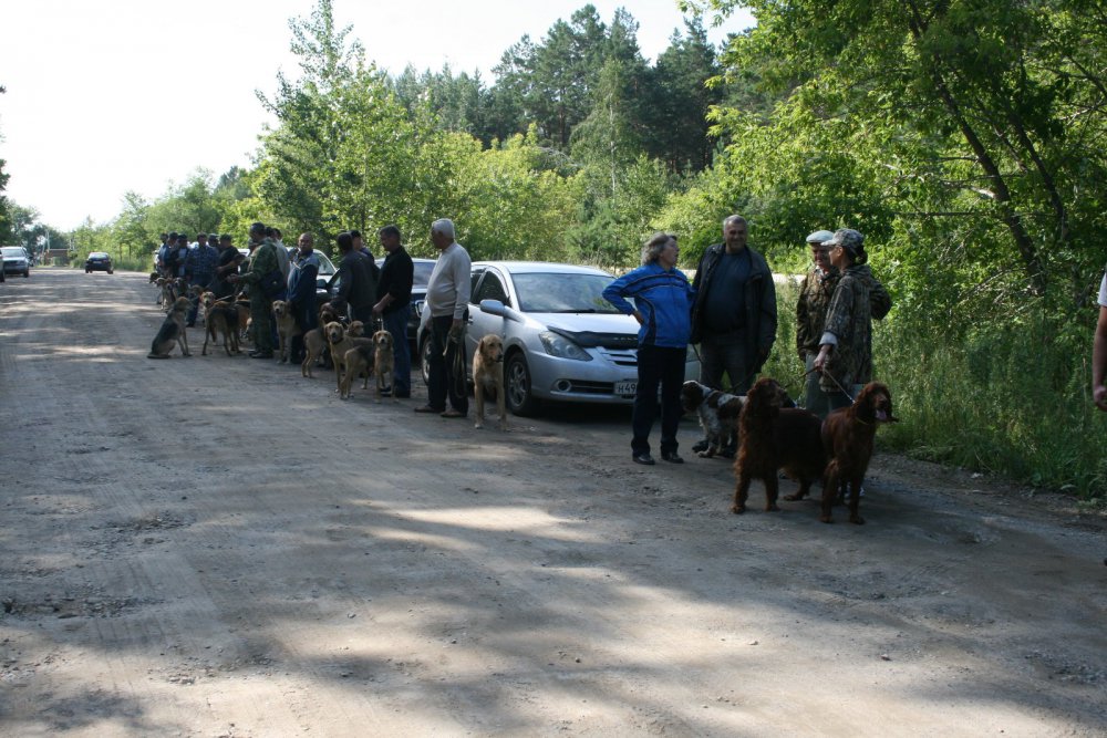 Барнаульская городская выставка охотничьих собак 02,08,2014