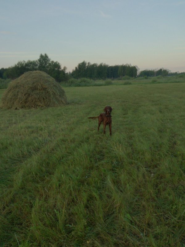 Грандик