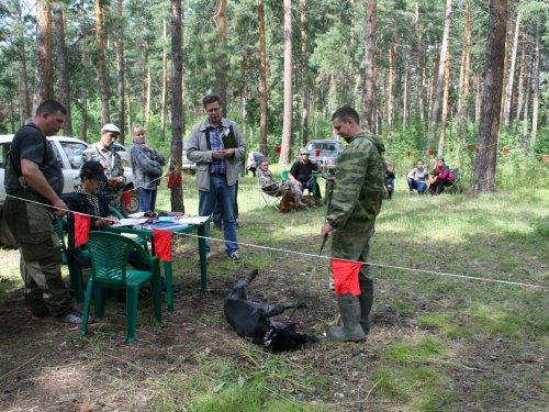 Барнаульская городская выставка охотничьих собак 02,08,2014