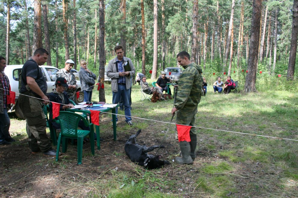 Барнаульская городская выставка охотничьих собак 02,08,2014
