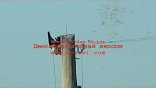 по вороне с 65 70м патрон