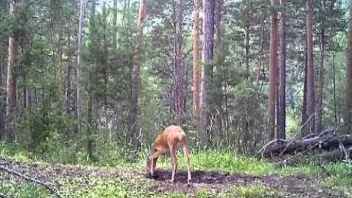 Косуля, смущенный мараленок и его мама