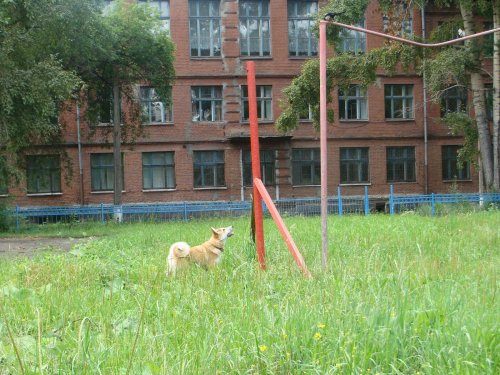 Яра