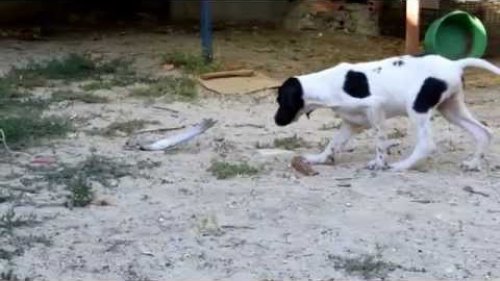 English Pointer!