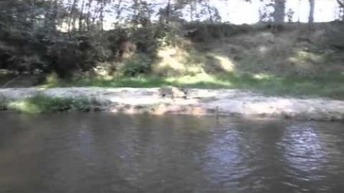кабан прыжок воды