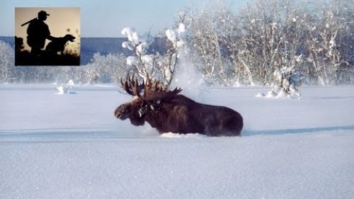 Секреты успешной охоты на лося
