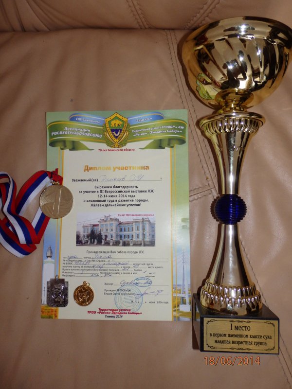 Первое место на Тюменской выставки в плем классе 2014г