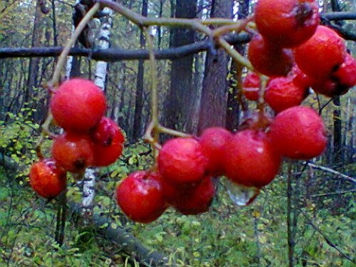 Рябина лесная.