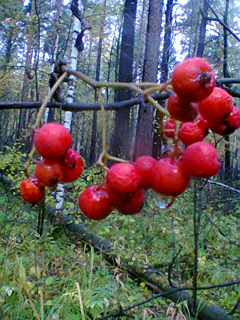 Рябина лесная.