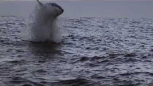 Great White Shark Compilation HD