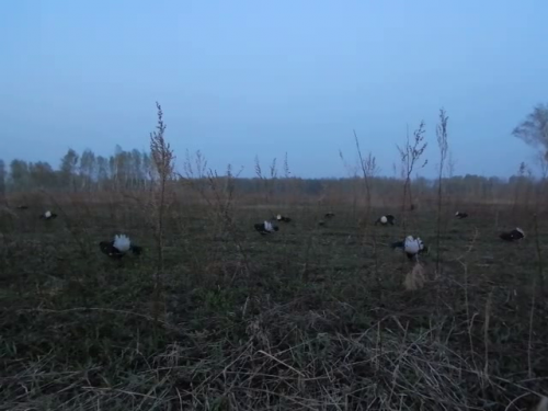 В объективе десяток,но..