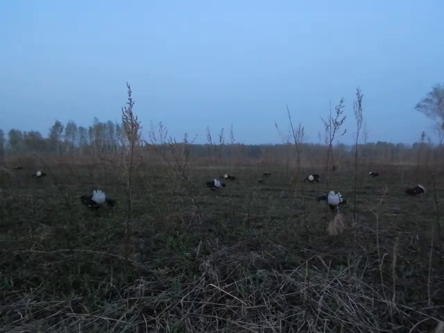 В объективе десяток,но..