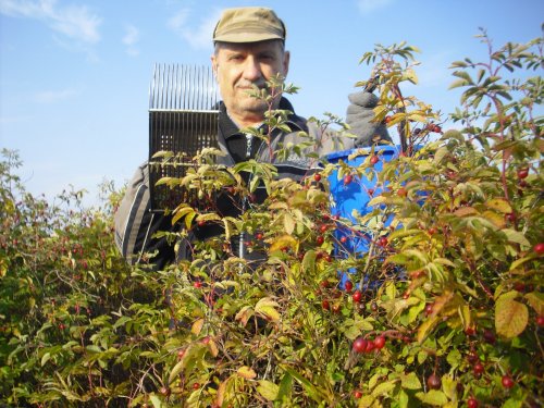 Вот таким комбайном я беру бруснику и даже - шиповник.