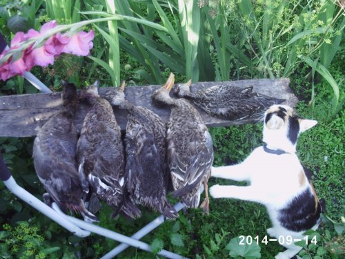 КОШКА охранник!!!
