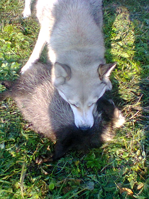 На одного енота меньше.