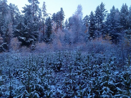 Первый снежок